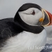 puffin_atlantic_msi_h_1390_can1011.jpg